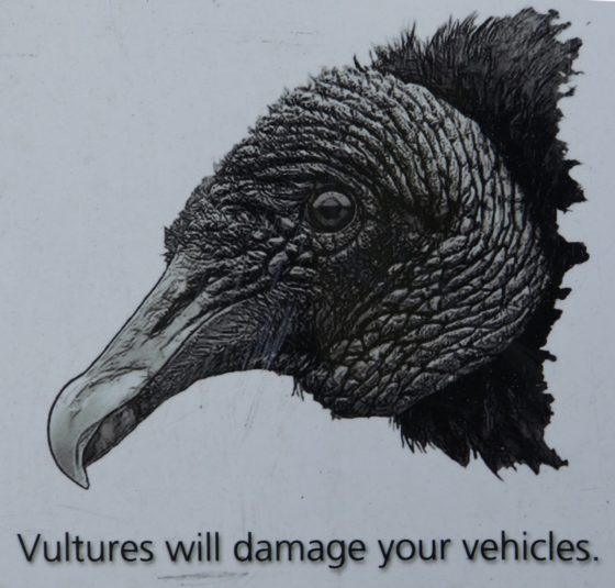 One parking lot warned of divebombing vultures who attack cars with some regularity.